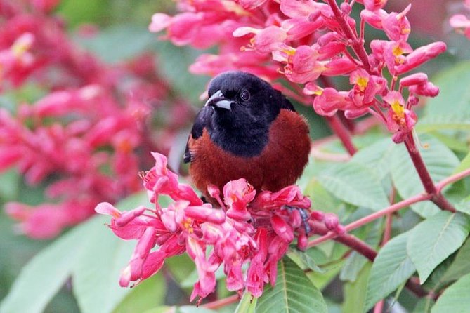 Bird Watching Ecofriendly Tour From Cancun & Riviera Maya - The Sum Up