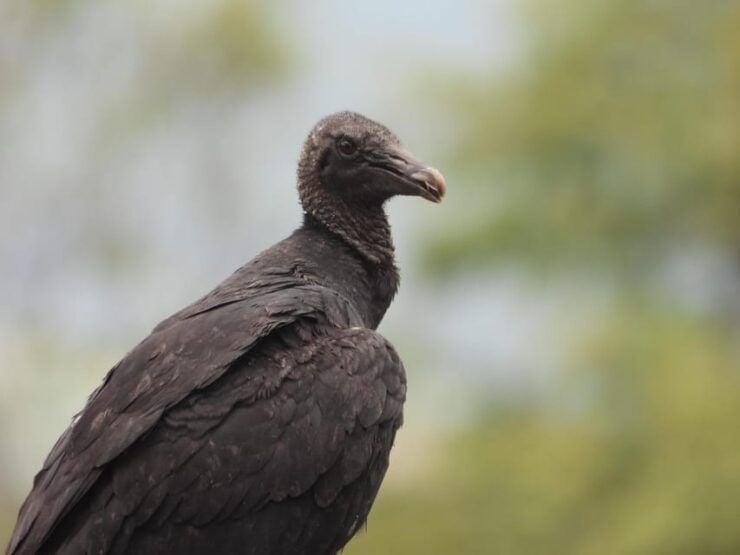 Bird Watching in Acacías Meta - Biodiversity and Wildlife