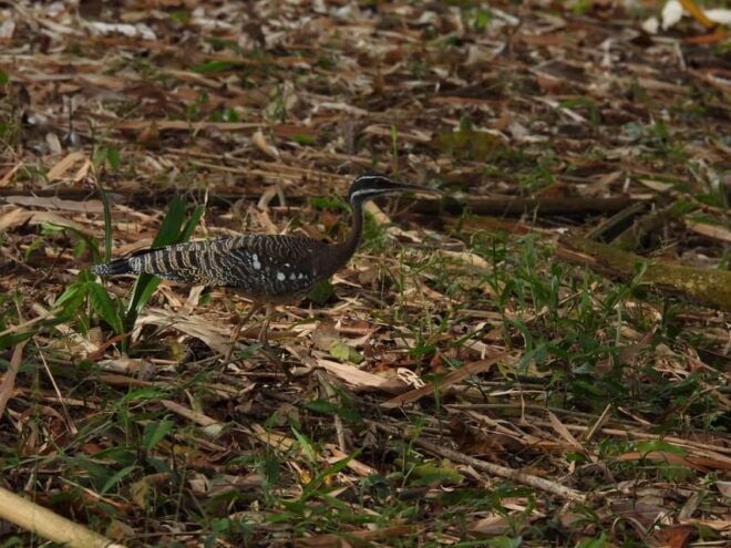 Bird Watching in Acacías Meta - Included Amenities