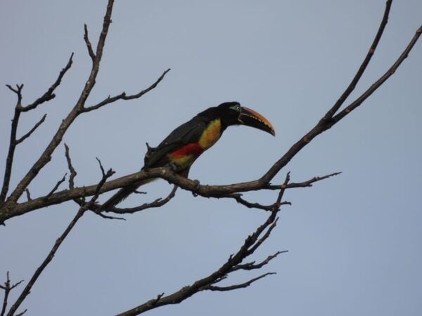Bird Watching in Acacías Meta - Recommendations