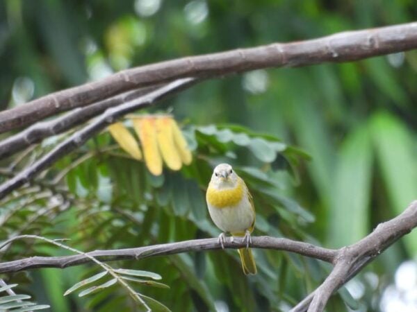 Bird Watching in Acacías Meta - Pickup and Cancellation