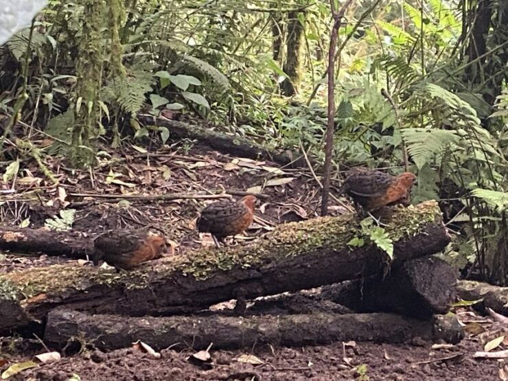 Bird Watching in Cali, Colombia: The San Antonio Fog Forest - Experience the Rich Birdlife of Cali