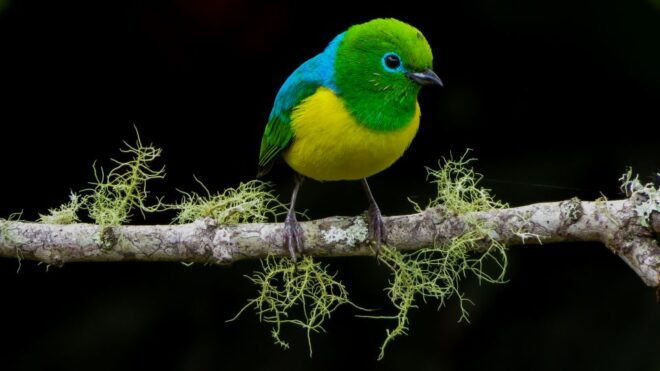 Bird Watching in Cali, Colombia: The San Antonio Fog Forest - Frequently Asked Questions