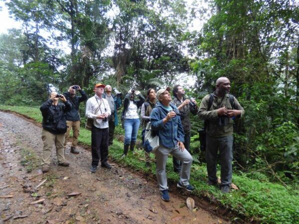 Bird Watching in Cali, Colombia: The San Antonio Fog Forest - The Sum Up