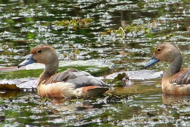 Bird watching in Colombo Wetlands- Guided Bird Walks - Good To Know