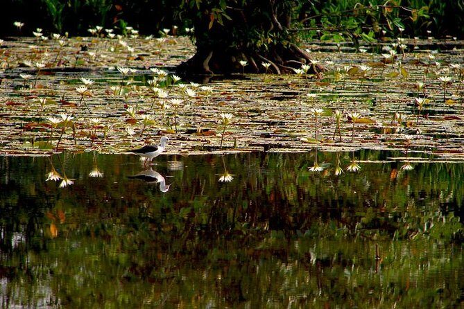 Bird watching in Colombo Wetlands- Guided Bird Walks - What to Expect from the Bird Walk Experience