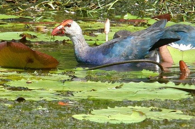 Bird watching in Colombo Wetlands- Guided Bird Walks - The Sum Up