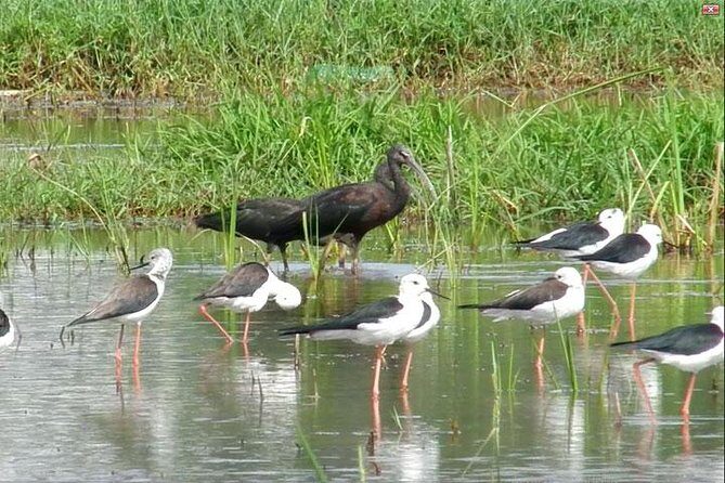 Bird watching in Colombo Wetlands- Guided Bird Walks - FAQ