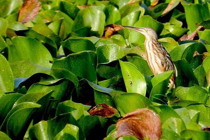 Bird watching in Colombo Wetlands- Guided Bird Walks - Price and Value: A Solid Investment in Nature