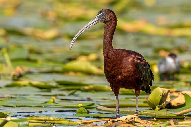 Bird Watching in Danube Delta - Private Day Tour From Bucharest - Itinerary and Inclusions