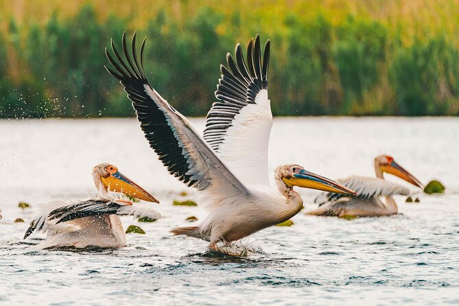 Bird Watching in Danube Delta - Private Day Tour From Bucharest - Weather Considerations