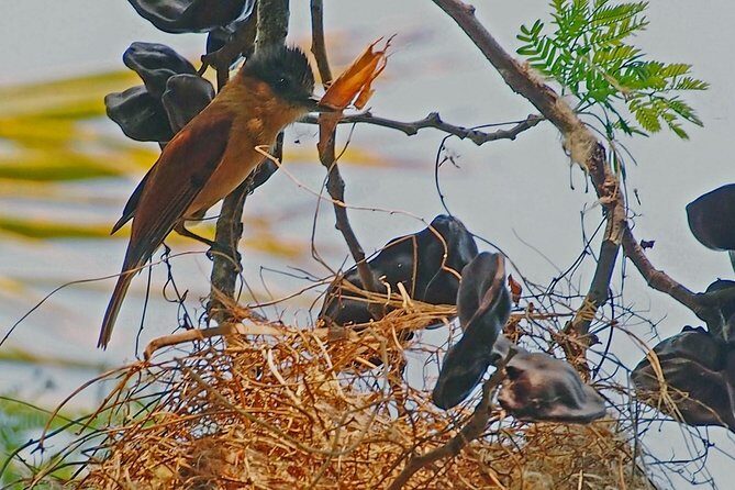 Bird watching in La Mancha - Practical Details and Value  
