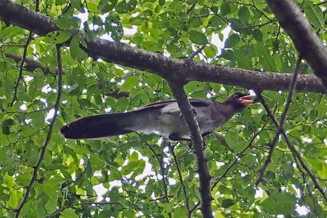 Bird watching in La Mancha - Special Considerations  