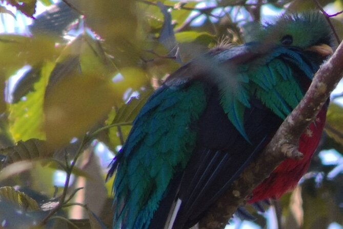 Bird Watching in San Gerardo De Dota From San Jose/Alajuela - Bird Watching Tour Details