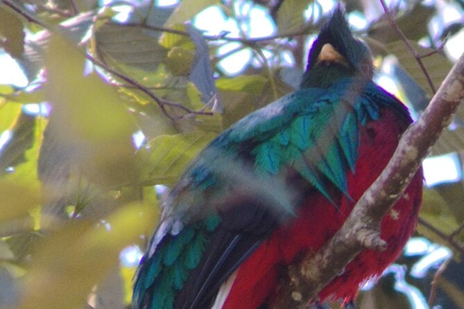 Bird Watching in San Gerardo De Dota From San Jose/Alajuela - Logistics and Booking Information