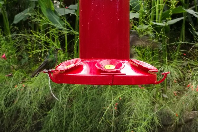Bird Watching in San Gerardo De Dota From San Jose/Alajuela - The Sum Up