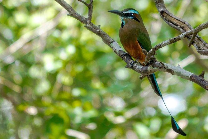 Bird Watching in Sian Kaan and Muyil Archaeological Site - Wildlife and Avian Species in the Area