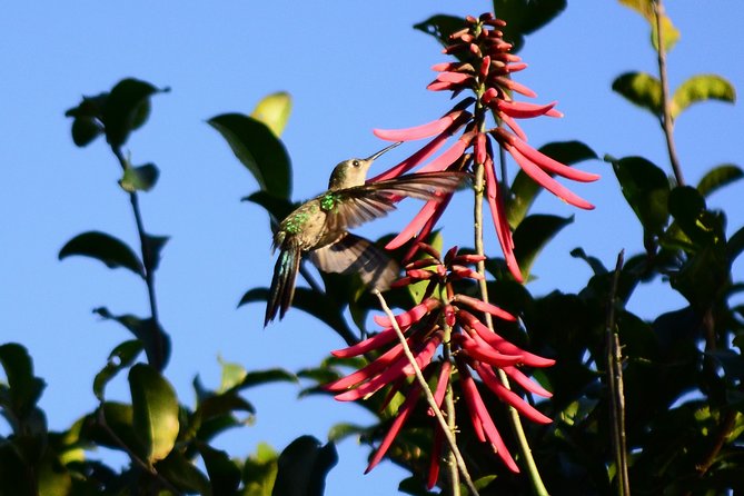 Bird Watching in Sian Kaan and Muyil Archaeological Site - Common Questions