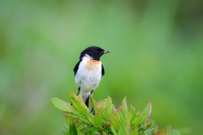 Bird Watching in the Nature Around Nikko Toshogu Shrine - Included Amenities and Start Time