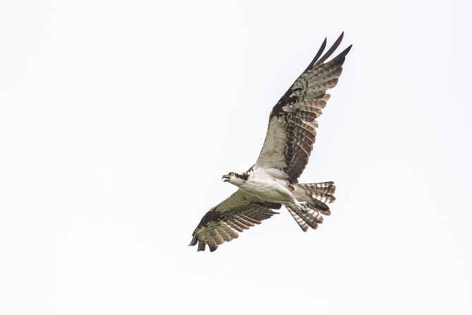 Bird Watching Mazatlán - Birding Tour - Bird Watching Mazatlán Tour Highlights