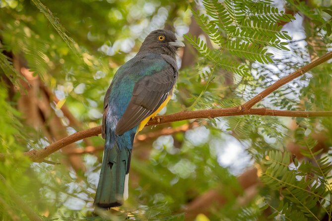Bird Watching Mazatlán - Birding Tour - Birding Tour Itinerary
