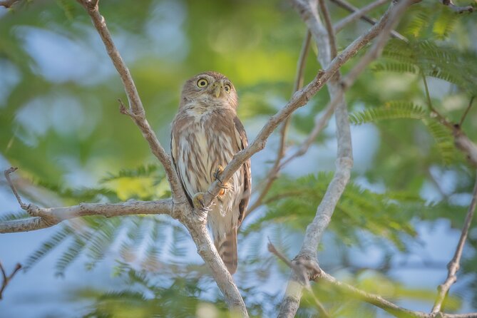 Bird Watching Mazatlán - Birding Tour - Essential Bird Watching Equipment
