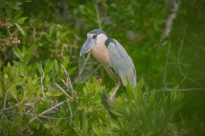 Bird Watching Mazatlán - Birding Tour - Tips for a Successful Birding Experience
