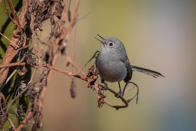 Bird Watching Mazatlán - Birding Tour - Booking Information and Contact Details