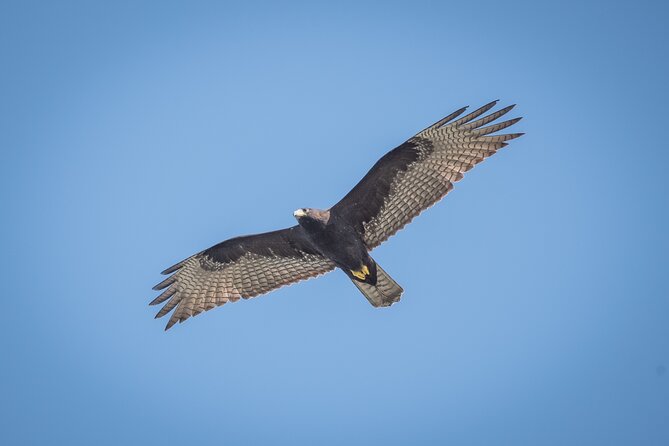 Bird Watching Mazatlán - Birding Tour - Common Questions
