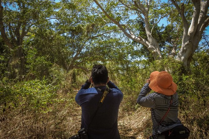 Bird Watching Mazatlán - Birding Tour - The Sum Up