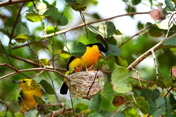 Bird Watching Sri Lanka - Good To Know
