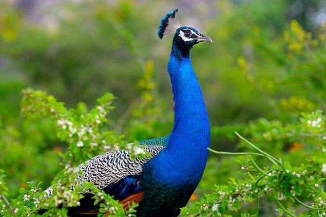 Bird Watching Sri Lanka - Itinerary Highlights