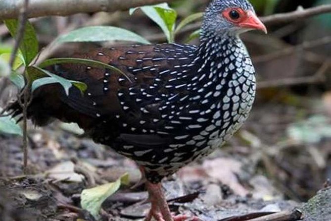 Bird Watching Sri Lanka - Professional Guide Details
