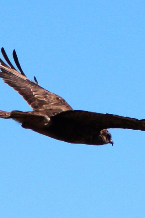 Bird Watching The Raptors - Good To Know