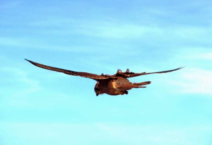 Bird Watching The Raptors - Activity Details