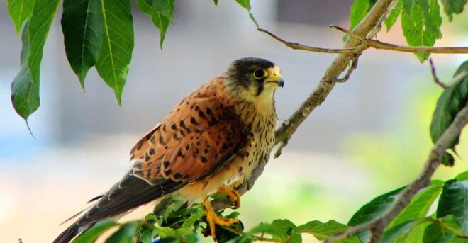 Bird Watching The Raptors - Pricing and Duration