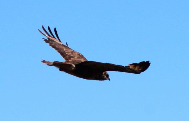 Bird Watching The Raptors - Cancellation and Payment