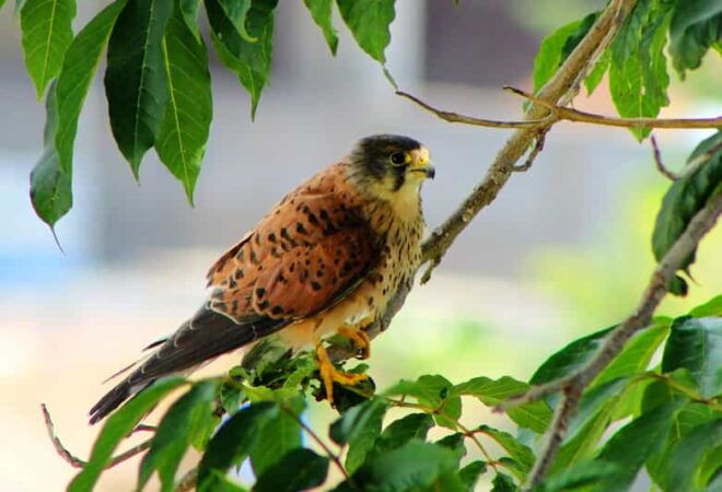 Bird Watching The Raptors - Pickup and Locations