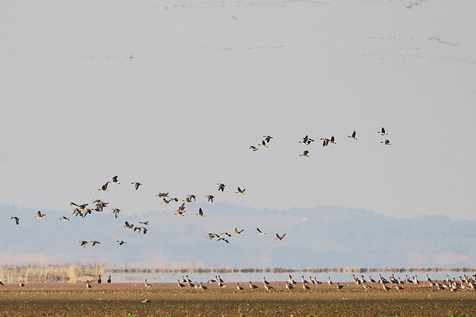 Bird Watching Tour at Wucheng Poyang Lake Nature Reserve From Nanchang - Tour Highlights