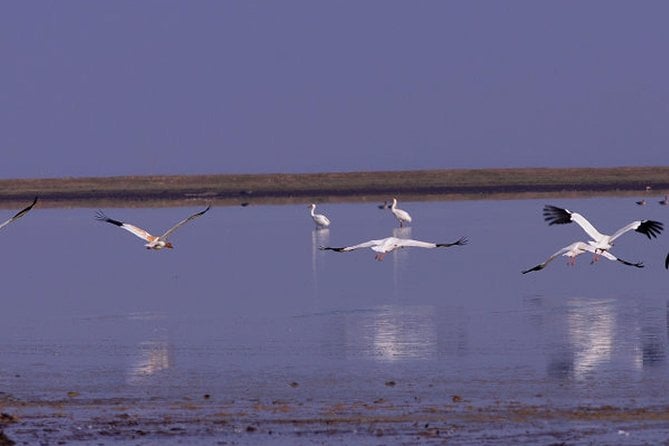 Bird Watching Tour at Wucheng Poyang Lake Nature Reserve From Nanchang - Booking and Logistics