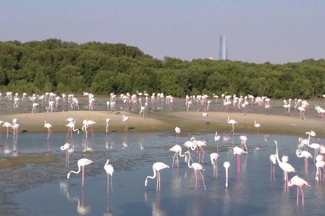 Bird Watching Tour Dubai - Meeting and Pickup Details