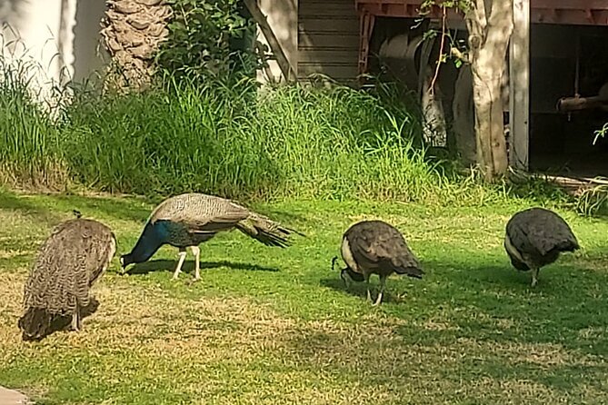 Bird Watching Tour Dubai - What to Expect