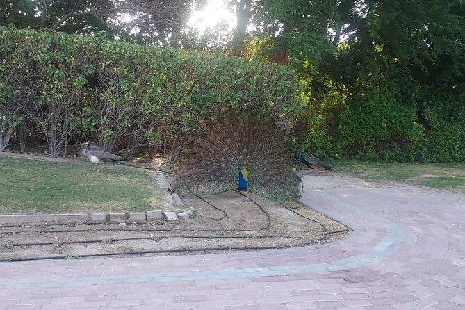 Bird Watching Tour Dubai - Customer Reviews