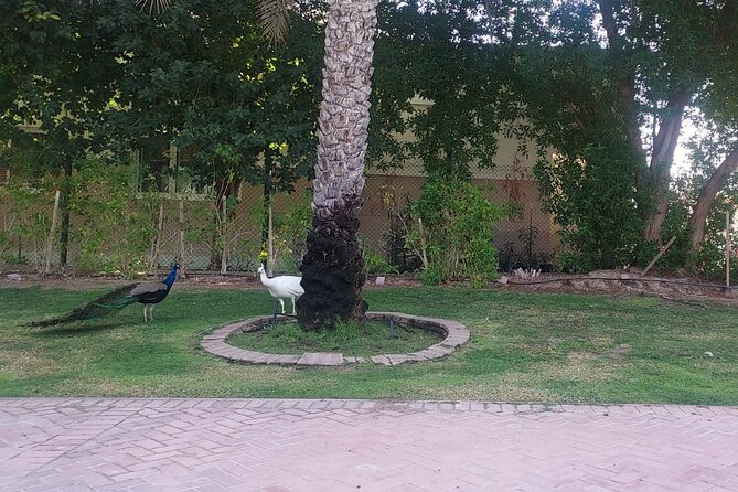 Bird Watching Tour Dubai - Tour Pricing
