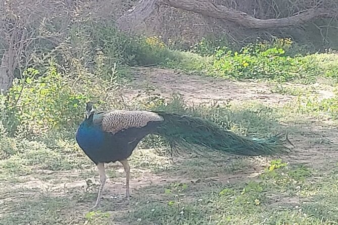 Bird Watching Tour Dubai - Directions