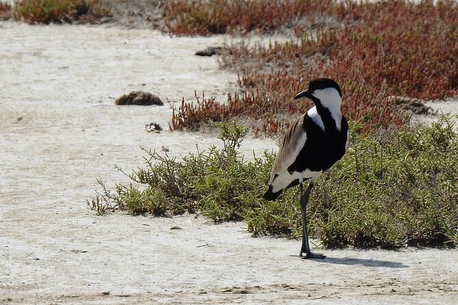 Bird Watching Tour From Kusadasi - Comfortable Transportation in a 4WD Vehicle