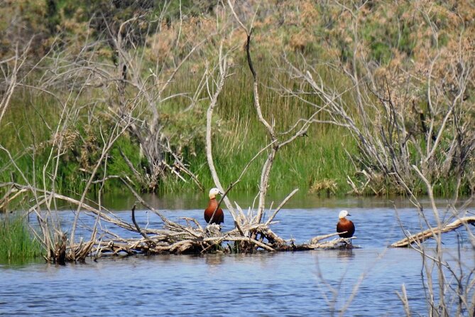 Bird Watching Tour From Kusadasi - Free Time to Explore the Ancient Site of Ephesus