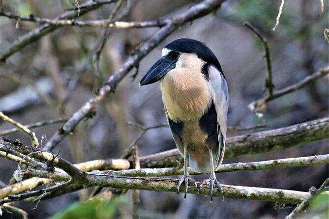 Bird Watching Tour Huatulco HT - An In-Depth Look at the Bird Watching Tour Huatulco