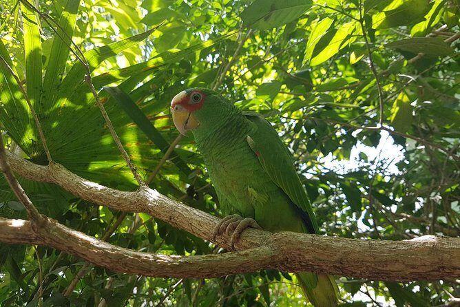 Bird Watching Tour Huatulco HT - Final Thoughts