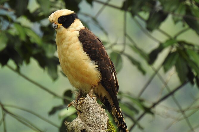 Bird Watching Tour in Carara National Park - Tour Overview